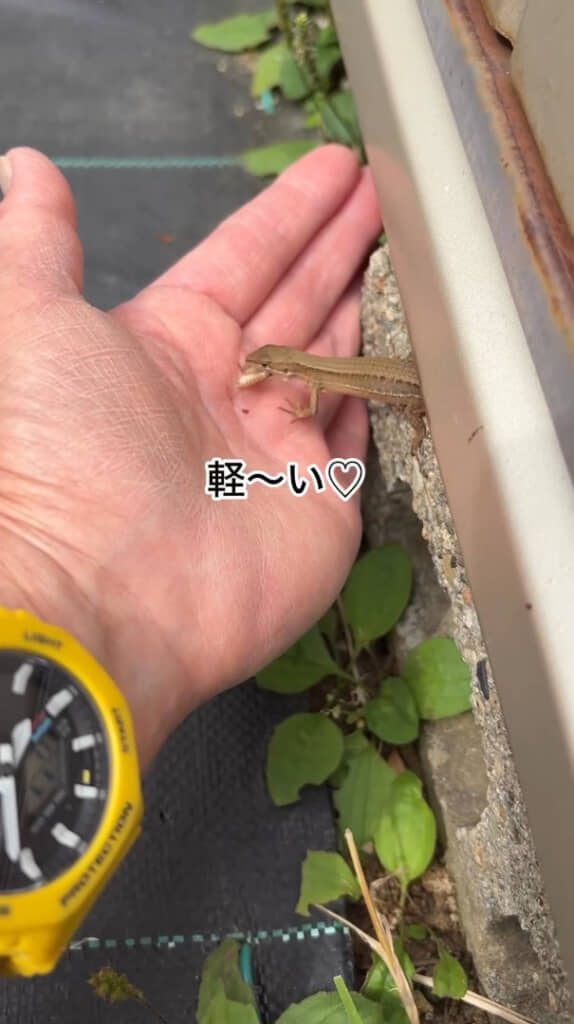 軽さも感じられたようです