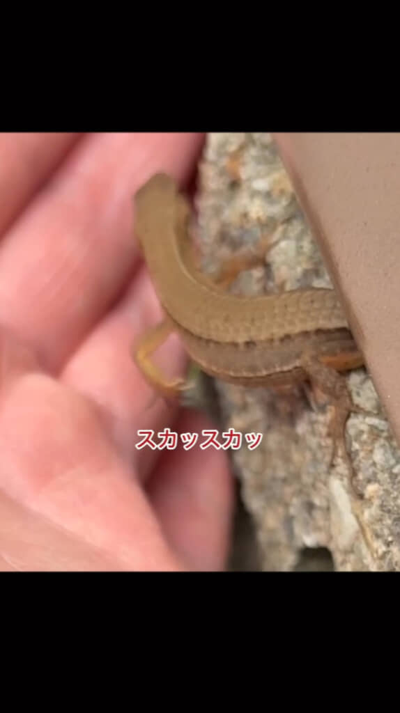 足が空振るかわいいシーンも