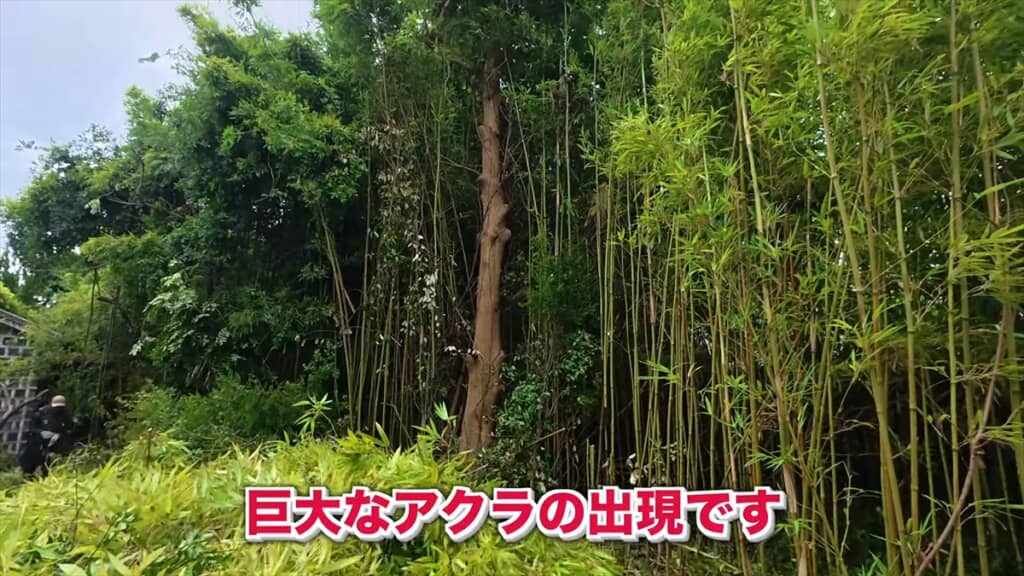 20年放置でジャングル化した庭をプロ庭師が伐採