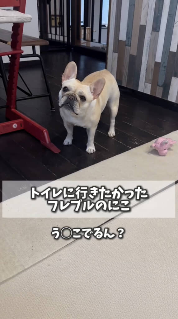 外でうんちしたいにこちゃん