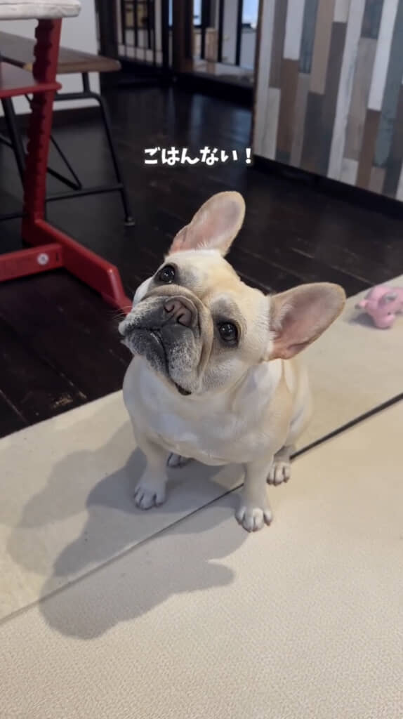 ごはんじゃないようです