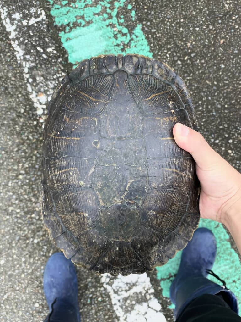 出勤中に拾ったカメ