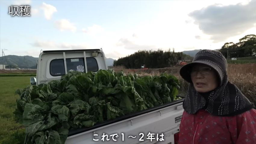 軽トラックの荷台いっぱいに積載された高菜