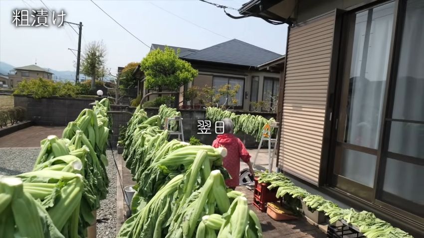 屋外で干されている大量の高菜