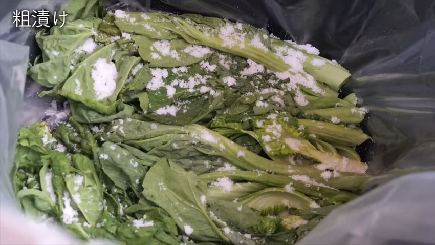 塩漬けにされる高菜
