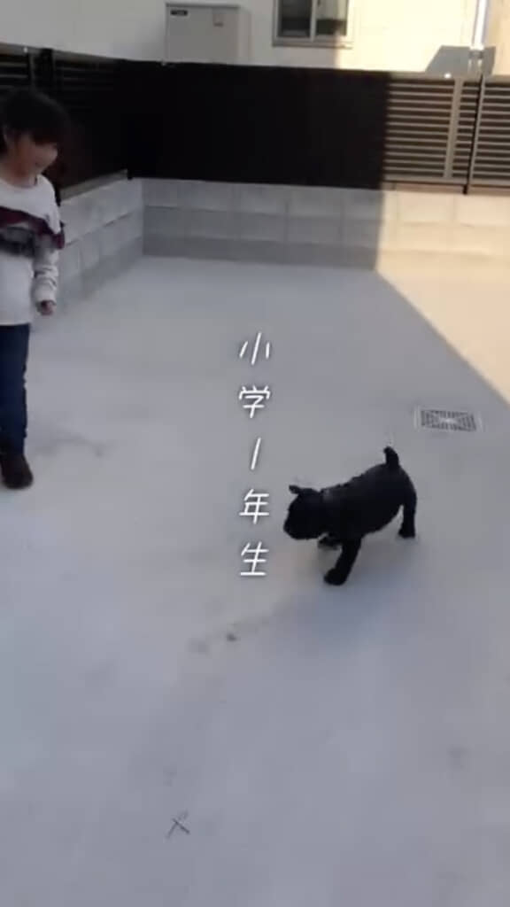 娘が小学1年生のときに迎えた子犬・アトムくん