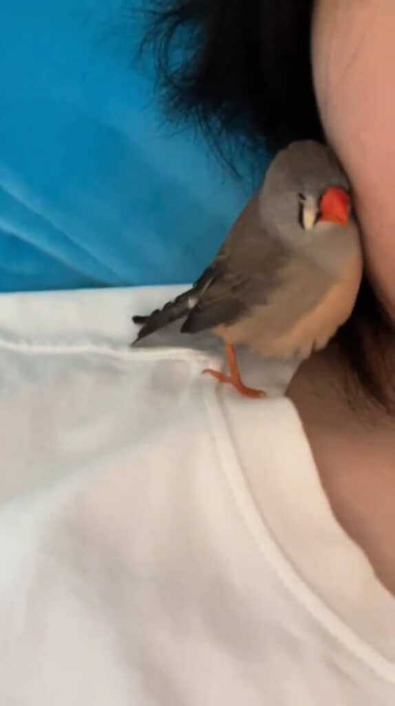 飼い主さんの肩の上でそわそわし出したうにちゃん