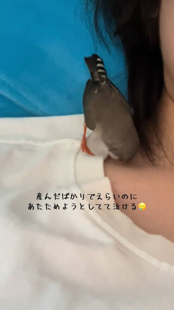 産んだ卵を温めようとするうにちゃん