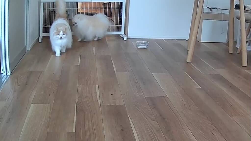 レモンくんの後ろをついていくポテチくん