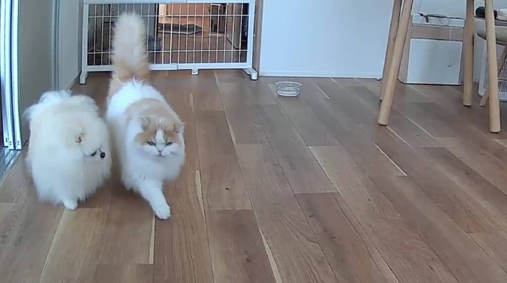 レモンくんを見つめながら一緒に歩くポテチくん