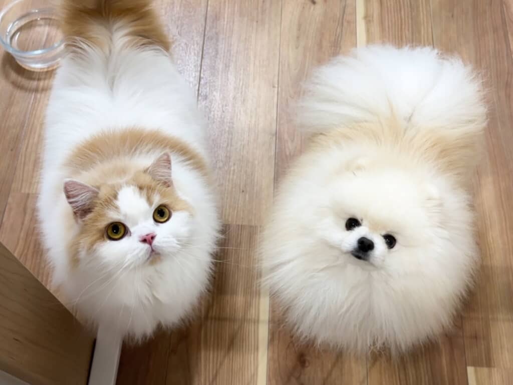 帰宅が遅い飼い主さんを怒っています