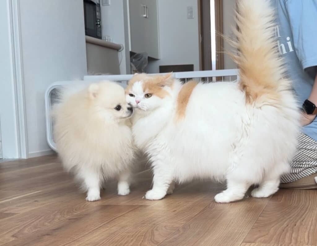 やっぱりくっついているふたり