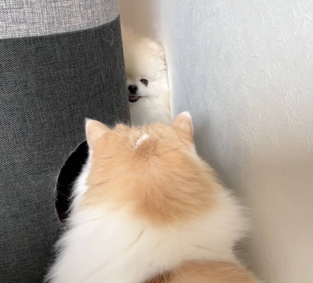 レモンくんが好きすぎてこっそり見ているポテチくん