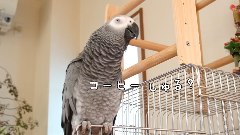 コーヒーが気になりすぎるずぅちゃん