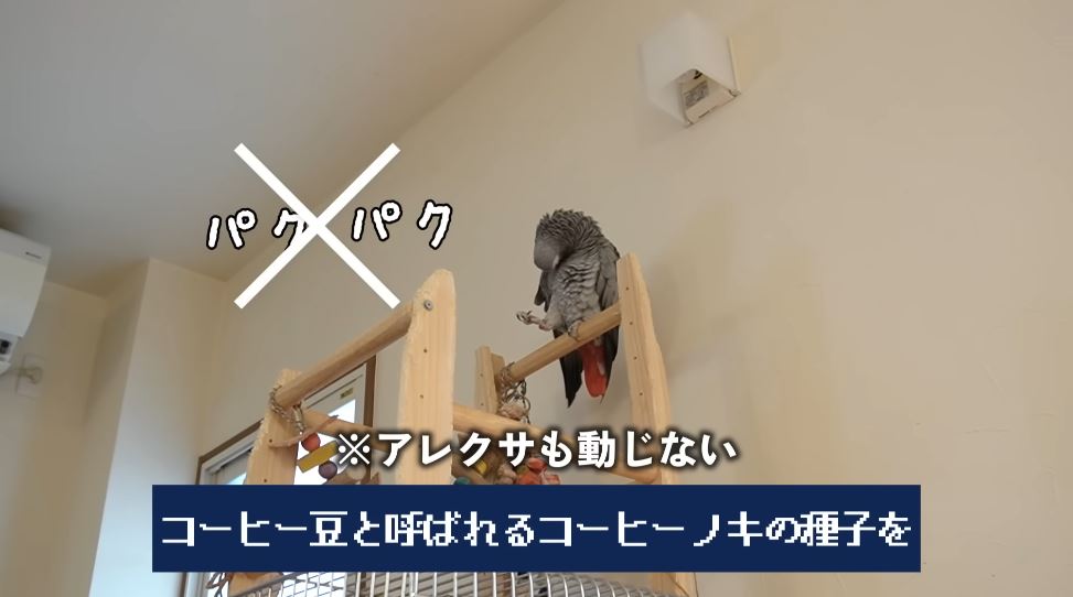 動じないアレクサ