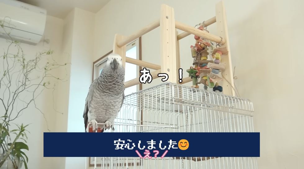 ついに解放されるアレクサ