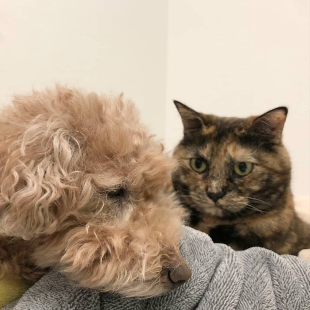 やっぱり見てる