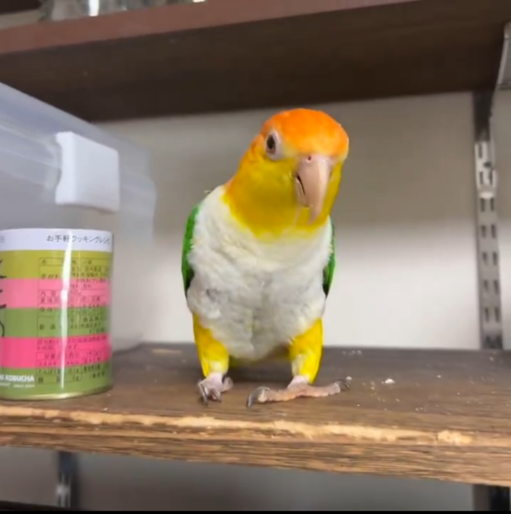 痙攣しているような個性的な遊び方をするシロハラインコ