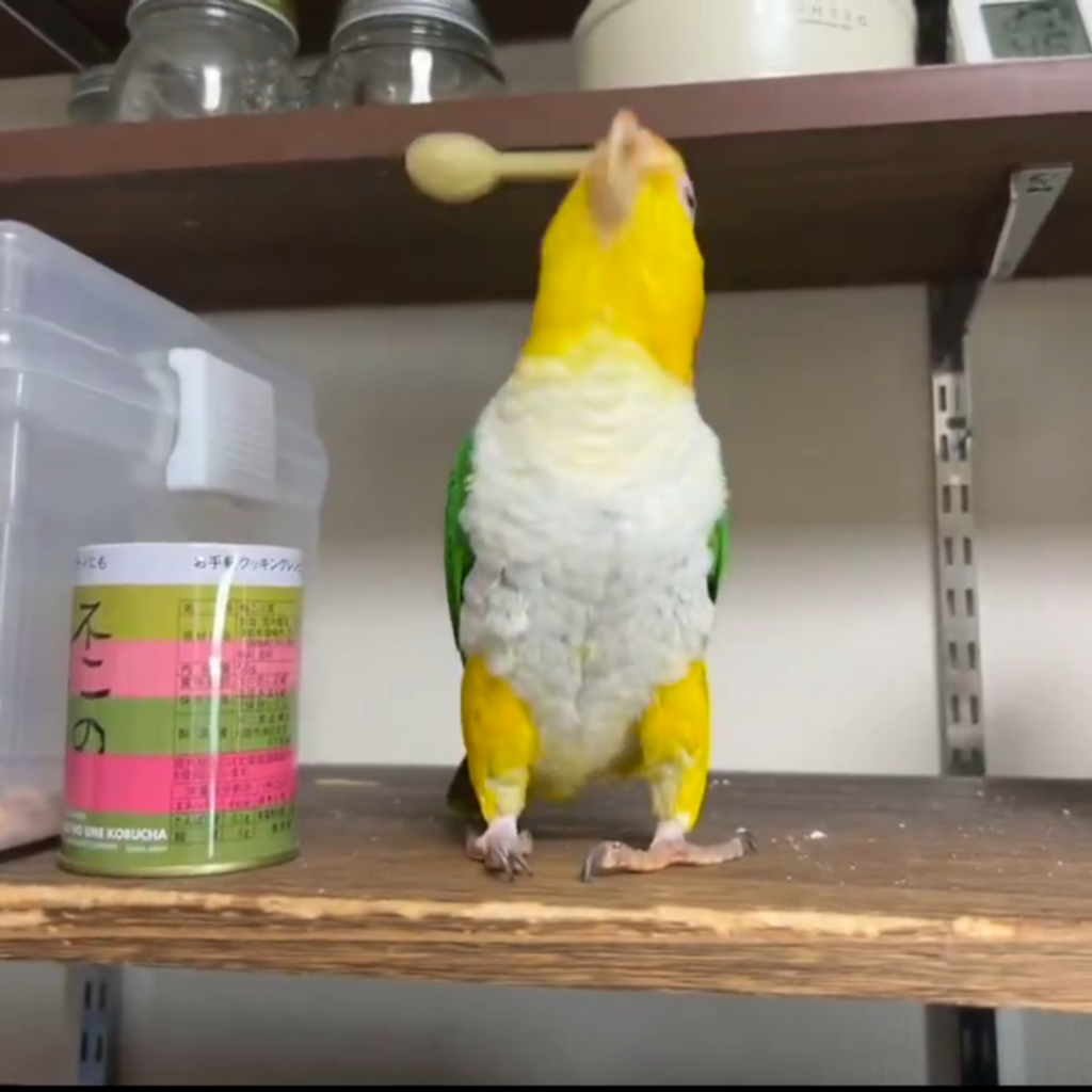 痙攣しているような個性的な遊び方をするシロハラインコ