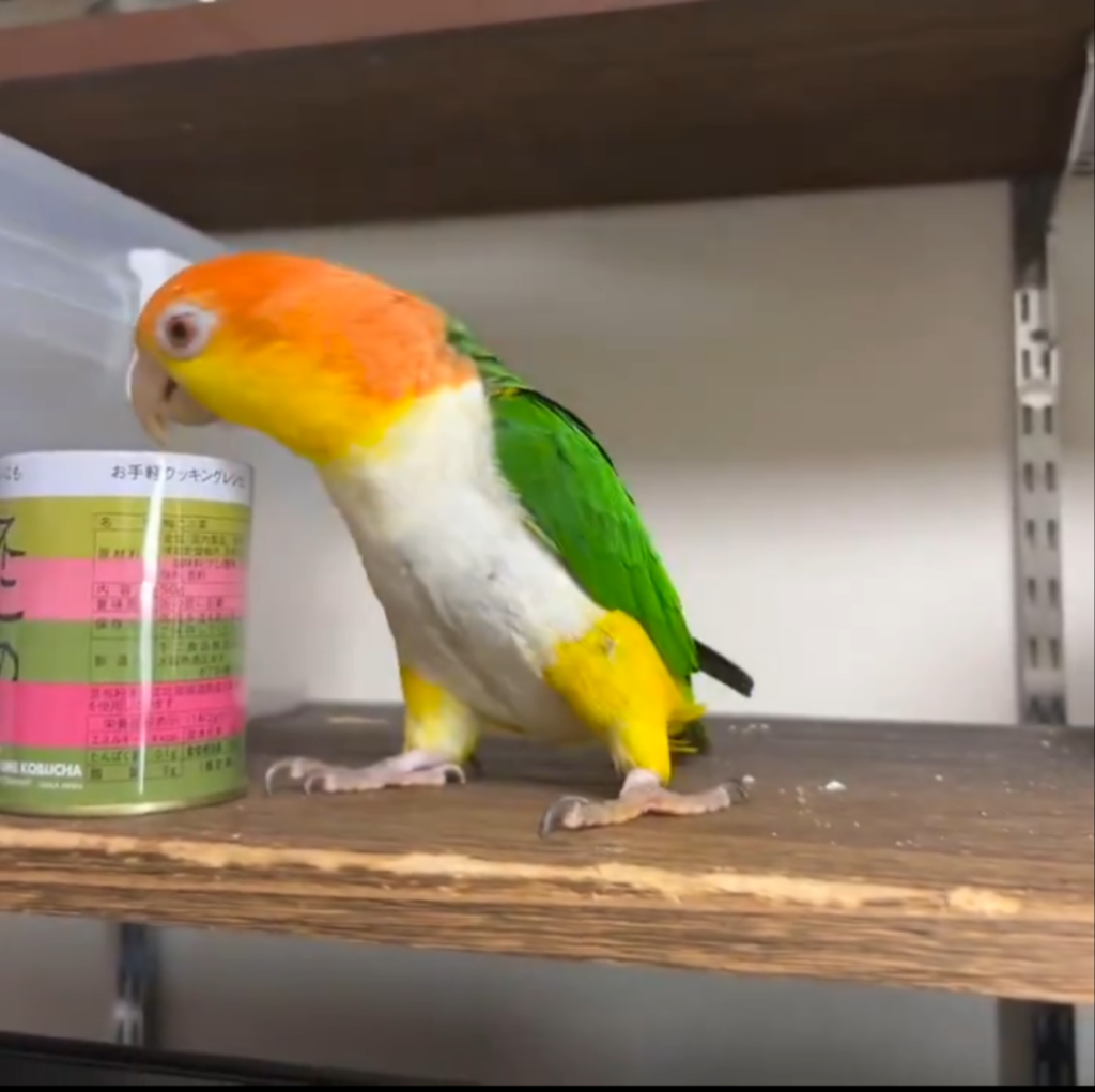 痙攣しているような個性的な遊び方をするシロハラインコ
