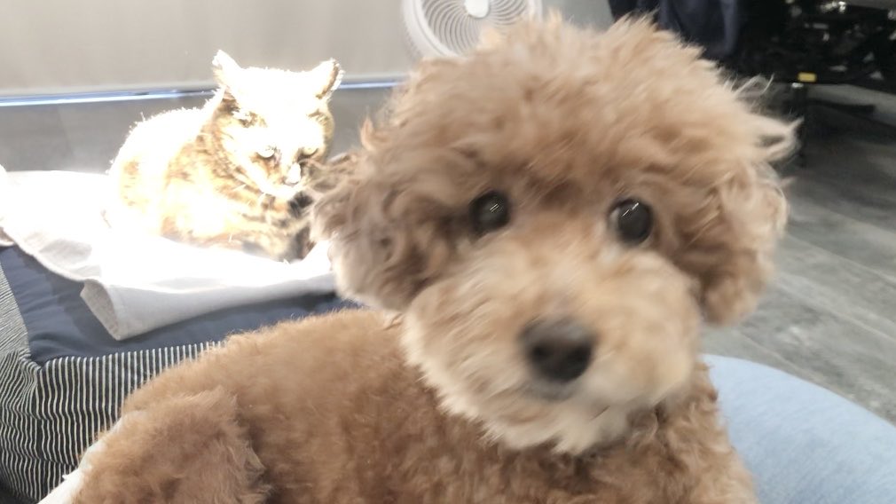 後ろからガン見する姿が恐ろしいぼんちゃん