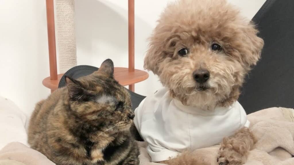 困り顔のあん子ちゃん