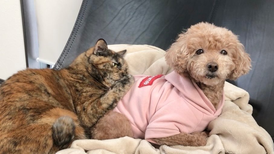 推しの背中にくっつくぼんちゃん