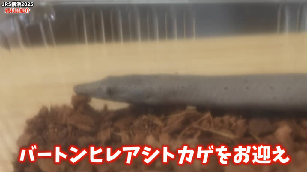 まさかのトカゲ？