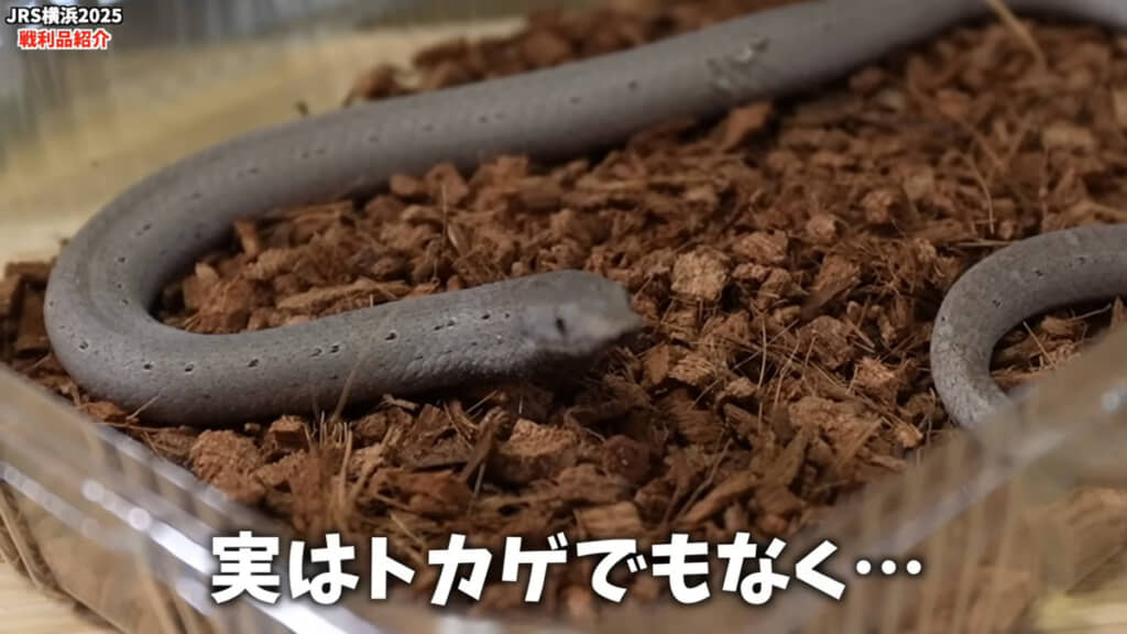 君は何者なの？