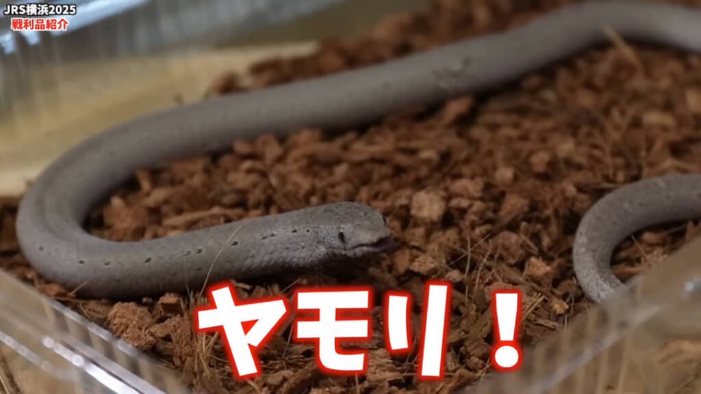 先生！　ワケがわかりません！