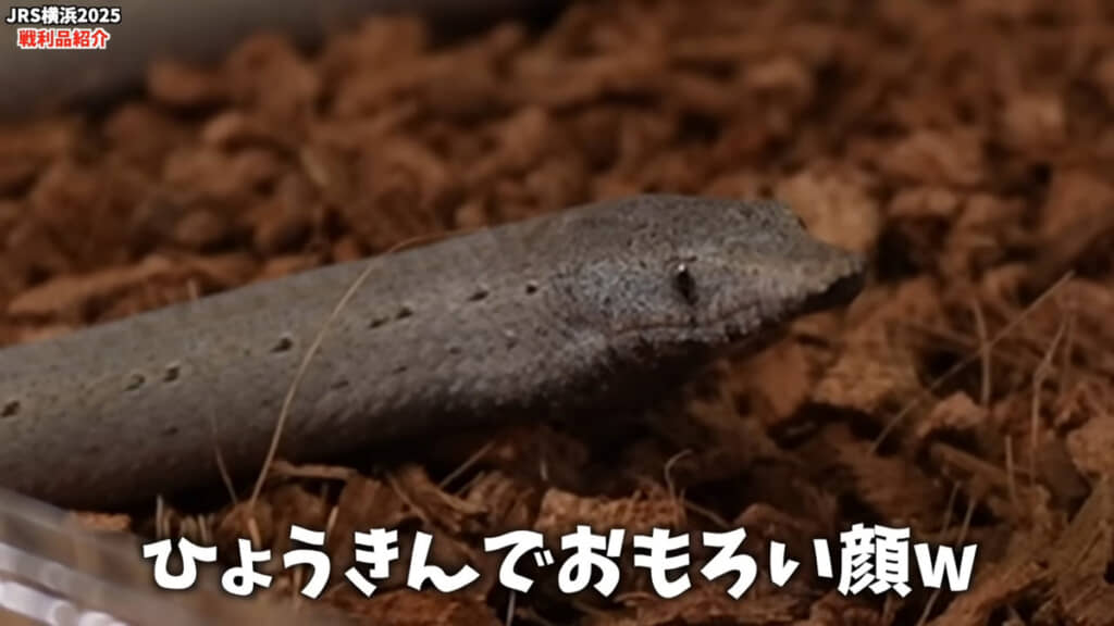 目が愛らしいですね