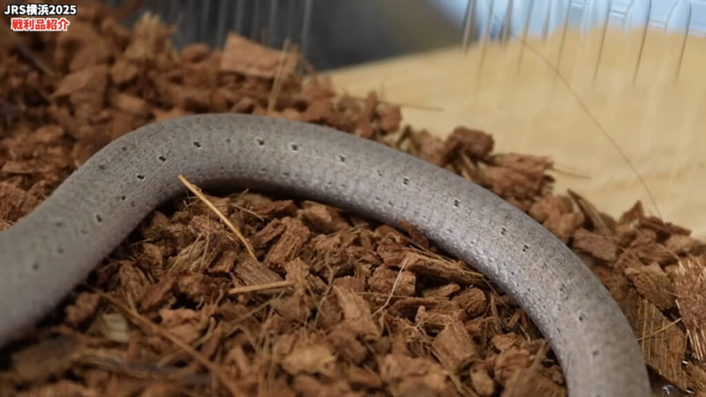 後ろ足はヒレのような形で残っているそうです