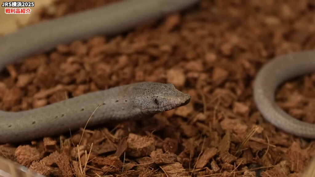 うろこもやっぱりヘビとは違いますね