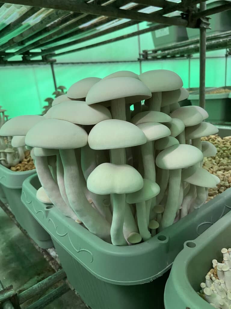 Watanabeさんが栽培したニオウシメジ