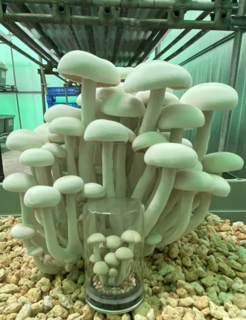 とにかく大きい