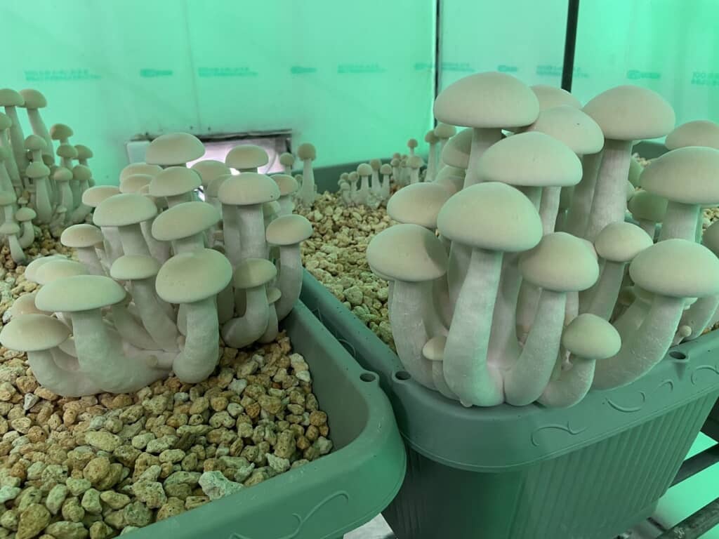 元気に育っています