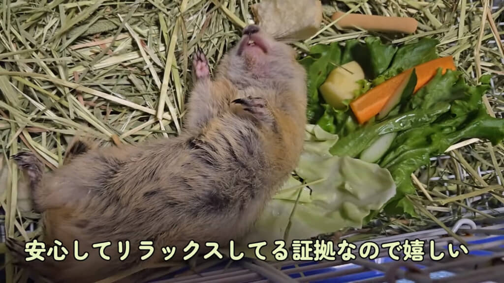へそ天で爆睡する健ちゃん