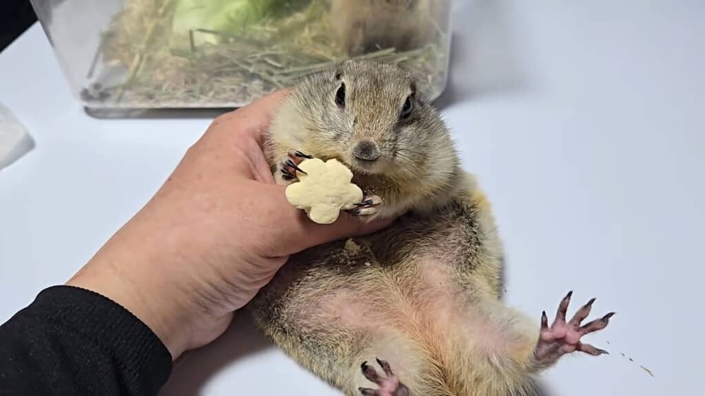 こね屋さん宅のジリス