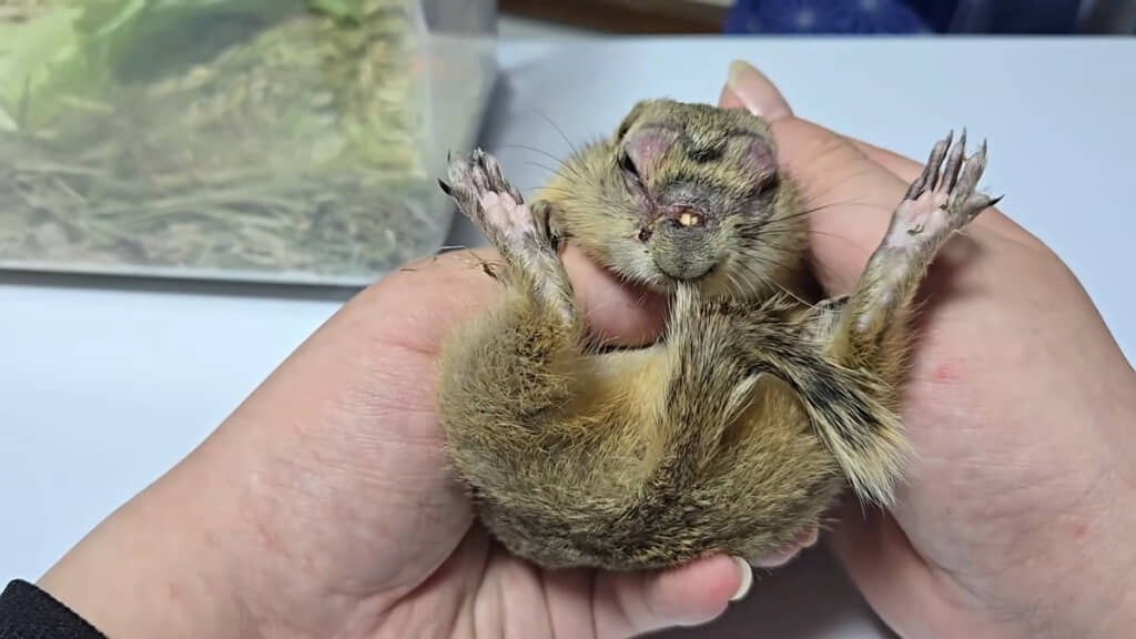 鼻の上から歯が見えてしまっています