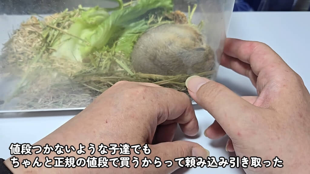 ブリーダーさんがなんとか引き取った子だったとのこと