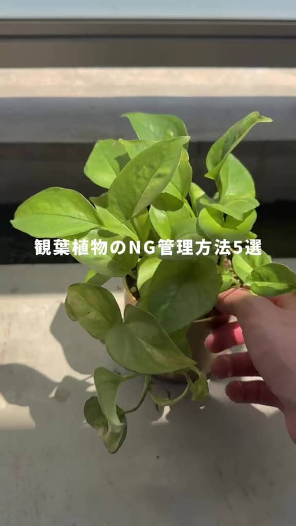 観葉植物が枯れるNG管理方法5選