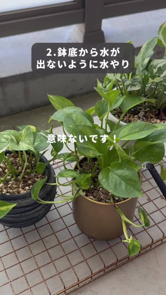 少ない量の水やりは意味ないです！