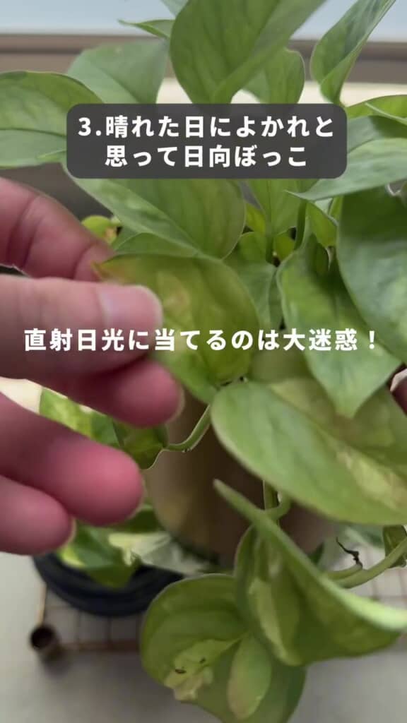 直射日光に当てるのは大迷惑！