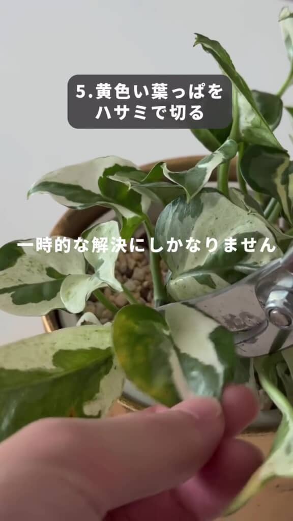 黄色い葉っぱを切るのは一時的な解決にしかならない