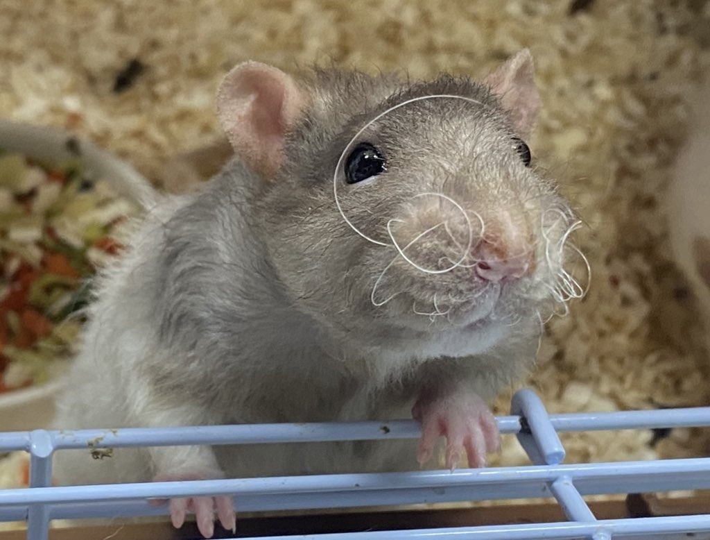 おヒゲが大暴れしているだりくん