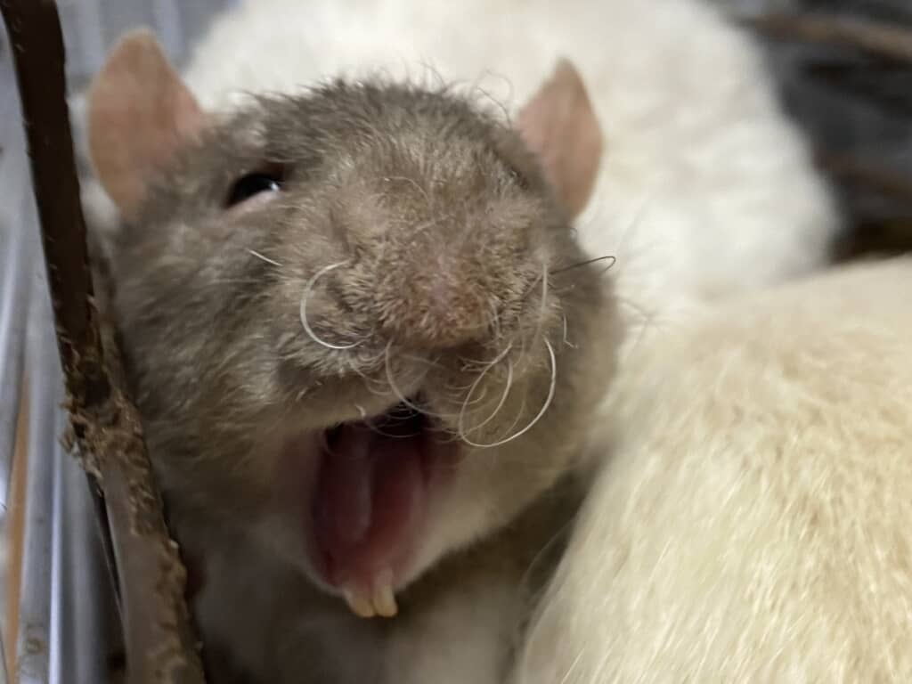 かわいいだりくん