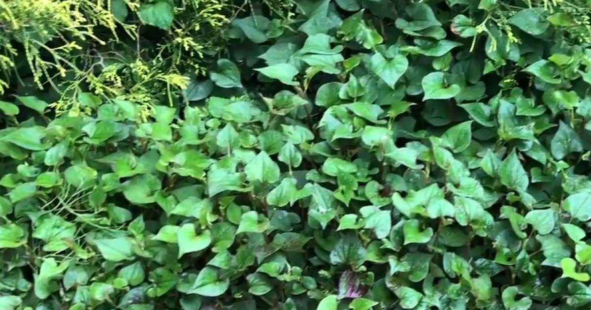 庭に生えた厄介なドクダミ→目からウロコの方法で草刈りしたら……　「おおっ！」衝撃のビフォーアフターが211万再生「真似したい」 | ライフスタイル ねとらぼ