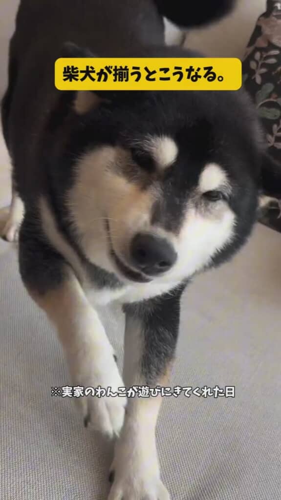 遊びにきてくれた実家の小春ちゃん