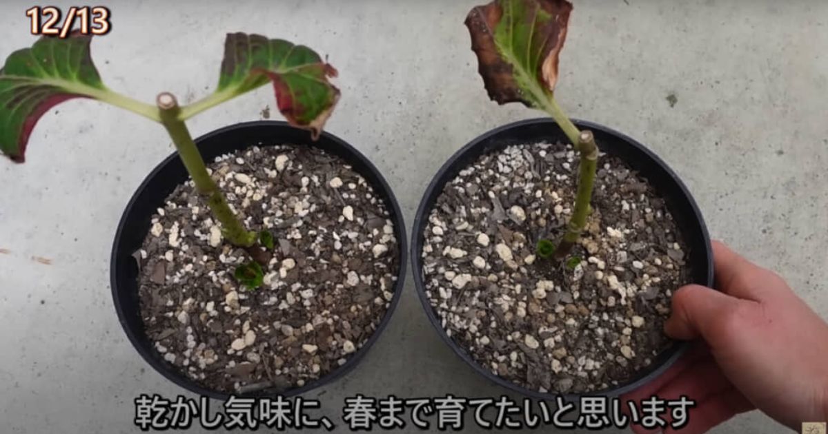 アジサイを挿し木してから4年後……　息を飲む圧巻の花付きに「何回見ても素晴らしい」「挿木の天才です！」と反響　投稿者に話を聞いた（1/3） | ライフスタイル ねとらぼ