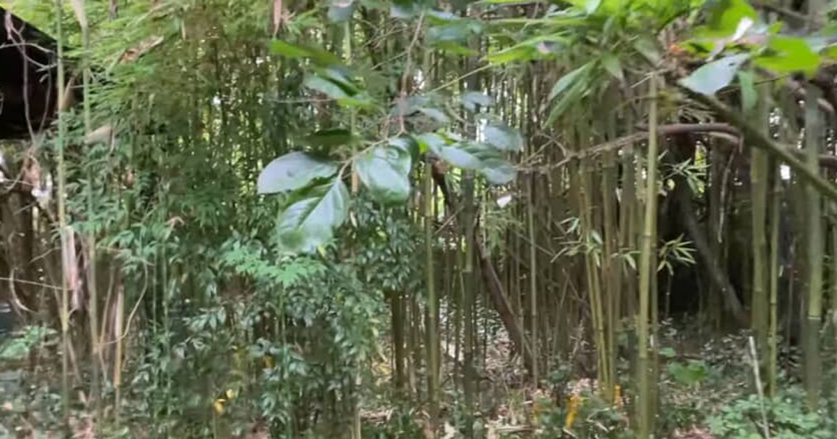 20年放置したジャングル庭、プロがひたすら切っていくと……　見違えるような衝撃ビフォーアフターに反響（1/3） | ライフスタイル ねとらぼ